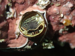 Thylacodes aotearoicus