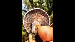 Cortinarius violaceus