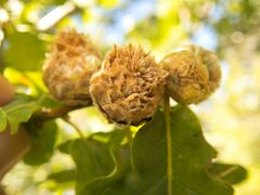 Andricus foecundatrix