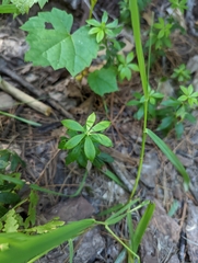 Galium triflorum