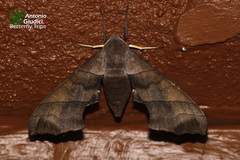 Polyptychus trilineatus