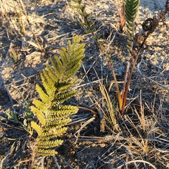 Tanacetum bipinnatum