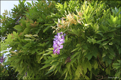 Wisteria sinensis