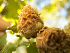 Andricus foecundatrix