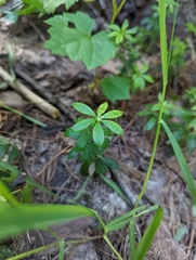 Galium triflorum