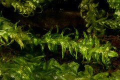 Plagiothecium laetum