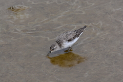 Calidris pusilla