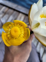 Nuphar lutea