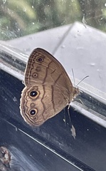 Hermeuptychia harmonia