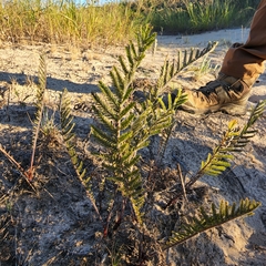 Tanacetum bipinnatum