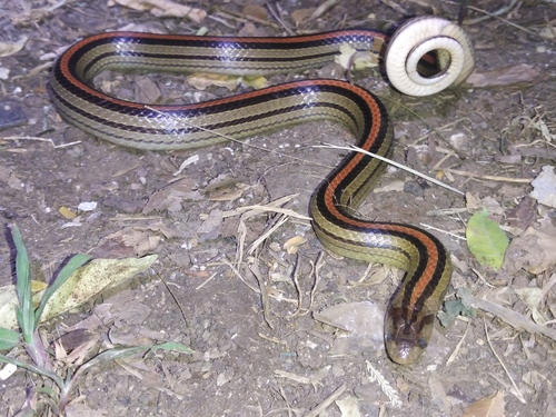 Photo of a Eight-striped Kukri Snake (Oligodon octolineatus)