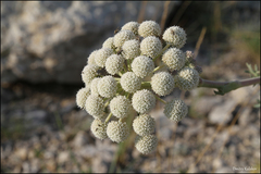 Seseli gummiferum