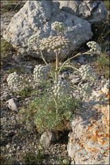 Seseli gummiferum