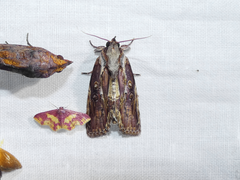 Iscadia purpurascens