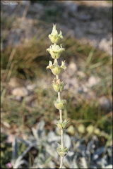 Sideritis catillaris