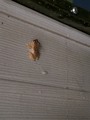 Eleutherodactylus coqui