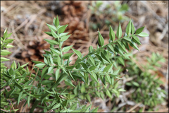 Ruscus aculeatus