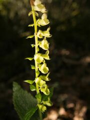Teucrium scorodonia