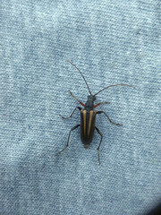 Cortodera longicornis