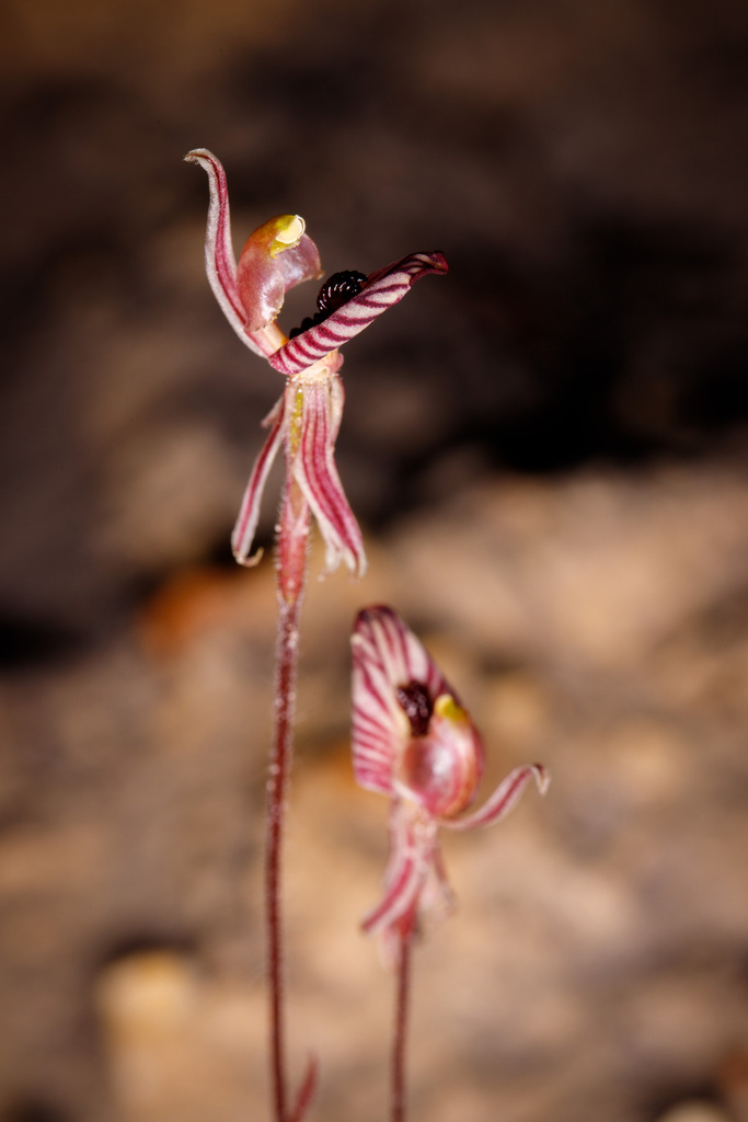 Zebra Orchid from Stirling Range National Park WA 6338, Australia on ...