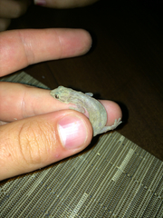 Hemidactylus frenatus