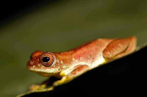 Golden-eyed Reed Frog, Hyperolius ocellatus