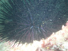 Centrostephanus rodgersii