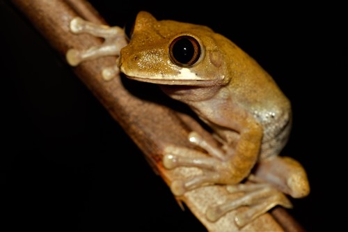 Leptopelis boulengeri