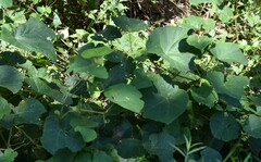 Pueraria montana