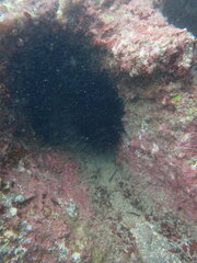 Centrostephanus rodgersii