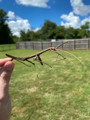 Megaphasma denticrus