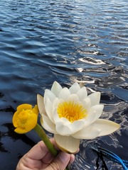 Nymphaea alba
