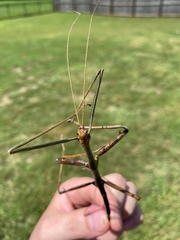 Megaphasma denticrus