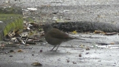 Turdus leucomelas