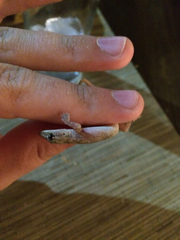 Hemidactylus frenatus