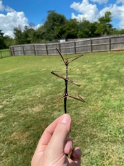 Megaphasma denticrus