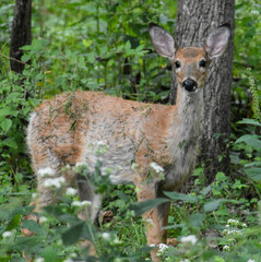 Odocoileus virginianus