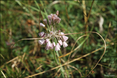Allium paniculatum