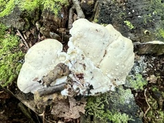Rigidoporus populinus
