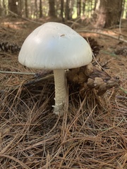 Phalloideae