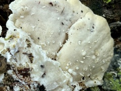 Rigidoporus populinus