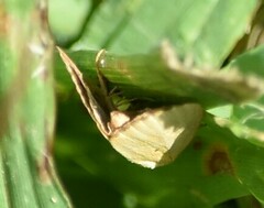 Marimatha nigrofimbria