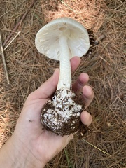 Phalloideae