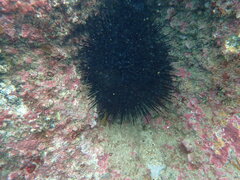 Centrostephanus rodgersii
