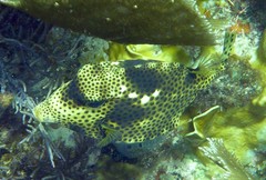 Lactophrys bicaudalis