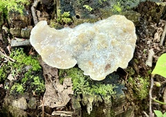 Rigidoporus populinus