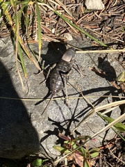 Anabrus simplex