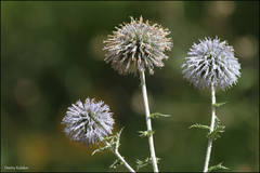 Echinops ritro ruthenicus