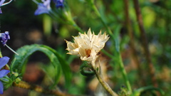 sabbatical⭐︎GILIA SABBATICAL GILIA Sandstone – WAFUU JAPAN