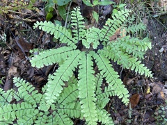 Adiantum pedatum